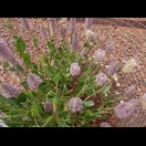 Ptilotus exaltatus